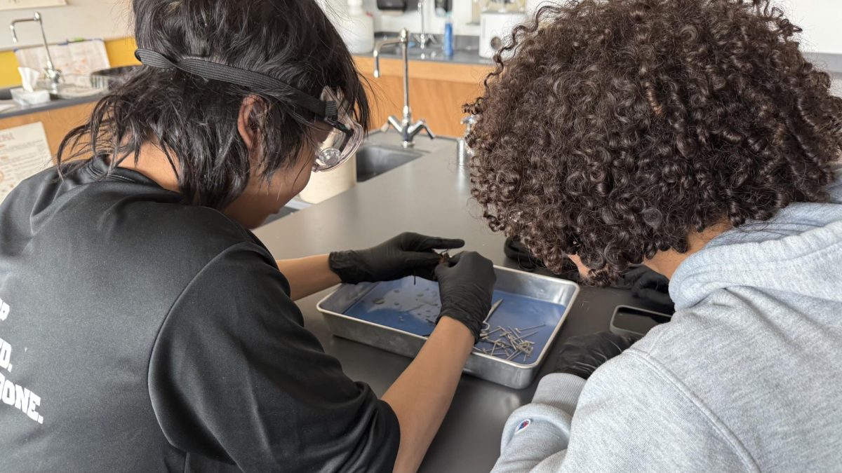 Senior Matthew Tsai and Joshua Cruz dissecting a grasshopper.