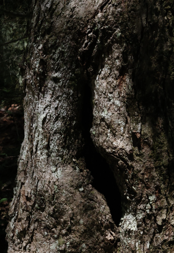 Students Explore Nature Photography at Great Mountain Forest
